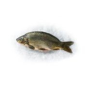 Common Carp 1kg